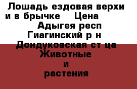 Лошадь ездовая верхи и в брычке  › Цена ­ 100 000 - Адыгея респ., Гиагинский р-н, Дондуковская ст-ца Животные и растения » Другие животные   